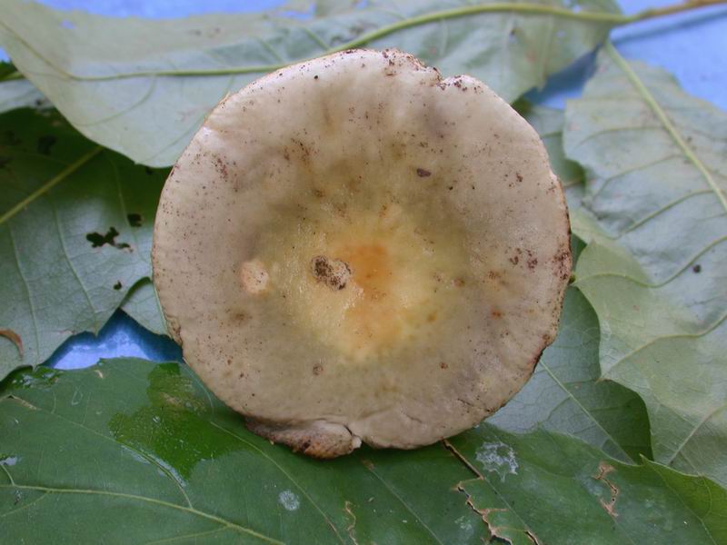 Russula da determinare